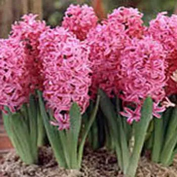 Hyacinth Plant Pink
