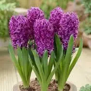 Hyacinth Plant Purple