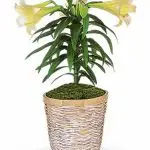 Easter Lily