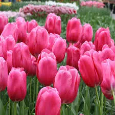 Tulip Plant Pink