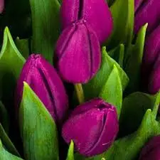Tulip Plant Purple