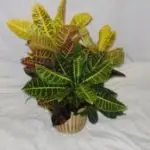 Indoor 2