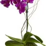 Indoor Orchid 1