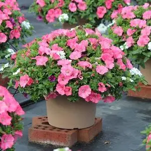 Patio 10