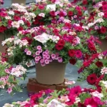 Patio11