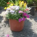 Patio 12