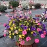 Patio 13