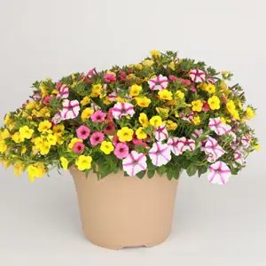 Patio 14