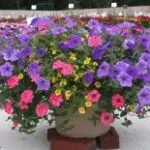 Patio 4