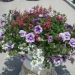 Patio 5
