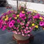 Patio 6