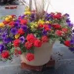 Patio 7