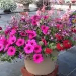 Patio 8