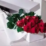 Roses 3