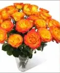 Roses High Magic 12