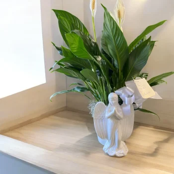 Sym Plant 1