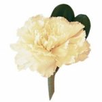 Boutonniere 13