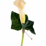 Boutonniere 15